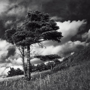 Windswept tree in the highlands of Cape Breton.